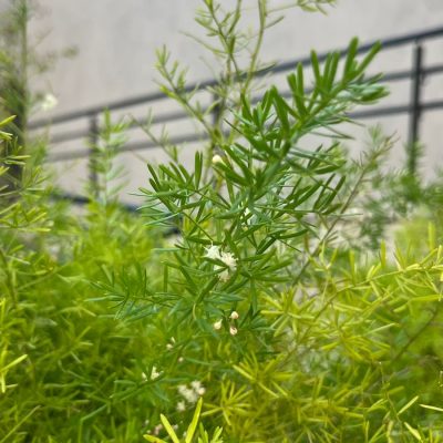 WhatsApp Image 2025-09-15 at 16.31.36 (1)